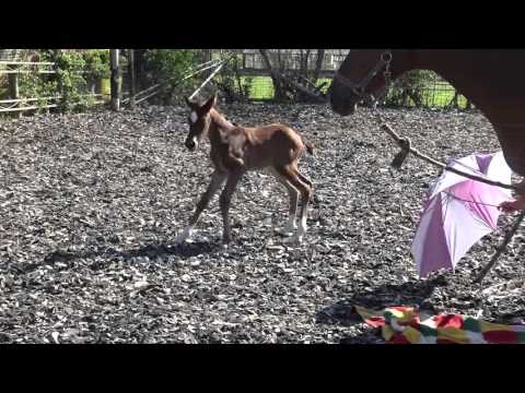 Lilly Rose A.S.(Dante Weltino x Damon Hill) and the umbrella.3 days young..