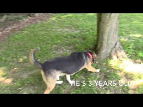 JR, an adopted Beagle & Norwegian Elkhound Mix in Sparta, NJ_image-1