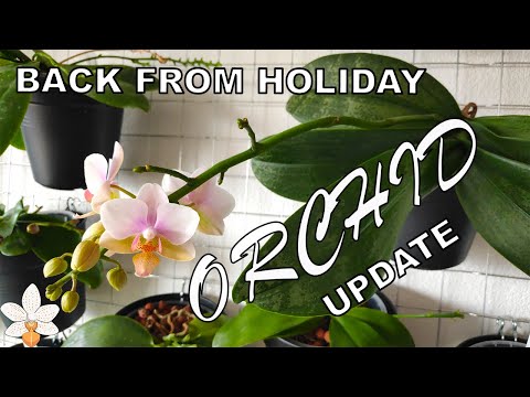 Orchid Update