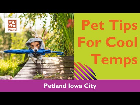 Keeping Your Pet Warm In Winter & Cooler Temps