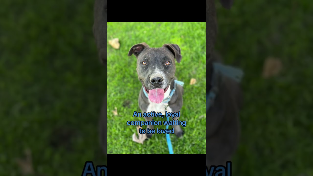 Enlarge Marco, a Adoptable mixed breed in Palm Springs, CA video 5/5
