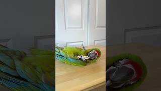 Bang! Great Green Macaw Playing Dead Trick