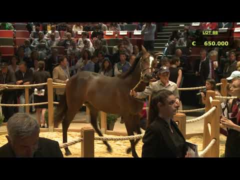 Top Price J1 - 1 000 000 E - N(TONNARA 2016) - M16 - Vente de Yearling Arqana 2017