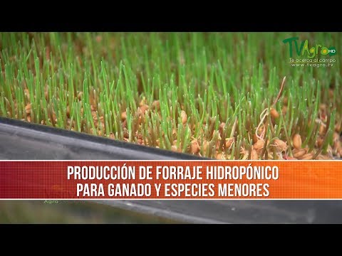, title : 'Como Producir Forraje Hidroponico para Ganado- TvAgro por Juan Gonzalo Angel Restrepo'