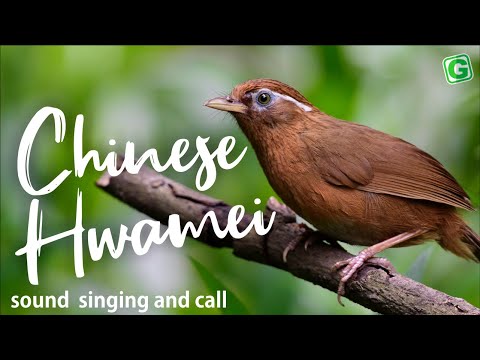 Chinese Hwamei Song Singing And Call Birds Chirping And Nature Sounds