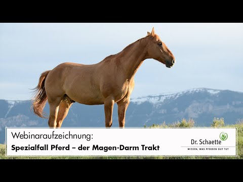 , title : 'Webinar-Aufzeichnung: Spezialfall Pferd – der Magen-Darm Trakt'