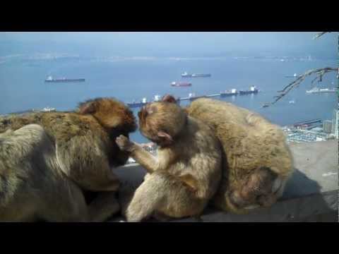 Observing social behaviour of Barbary macaques (Macaca sylvanus)