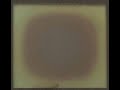 Replacing LCD Display Polarizing Film