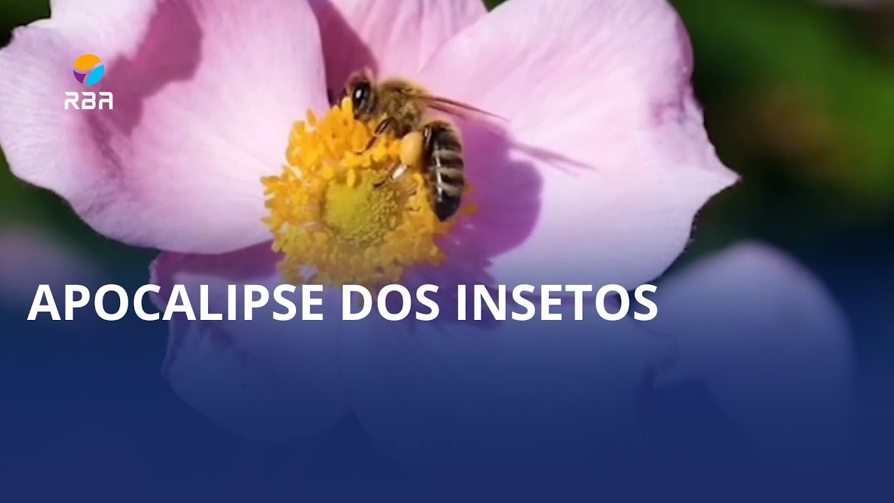 Apocalipse dos insetos