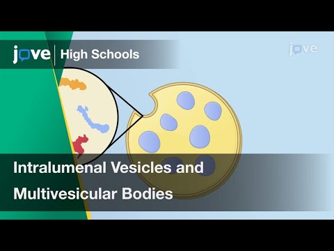 Intralumenal Vesicles and Multivesicular Bodies | Cell Bio | Video Textbooks - Preview