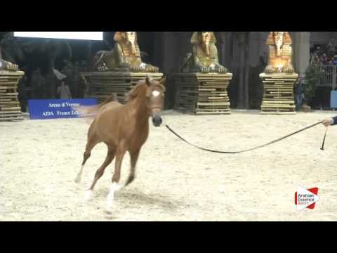 N 168 PSYCHES EMOTION   Verona 2015   Colts 3 years old Class 6