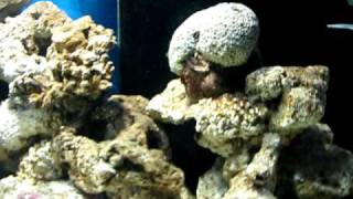 preview picture of video 'Mukunds 3.5 ft marine aquarium'