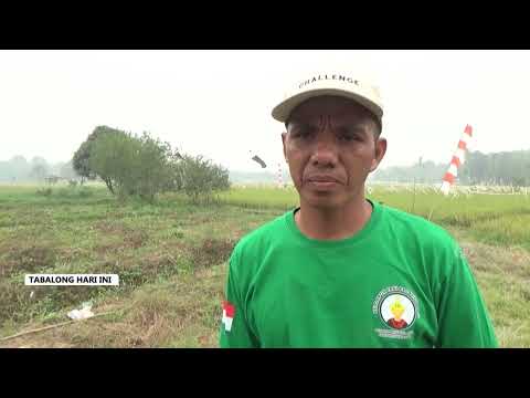Meski Dilanda Kemarau, Petani Lok Batu Panen 155 Ton Padi!