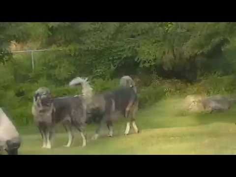 Is the Sarplaninac Serbian or Albanian dog