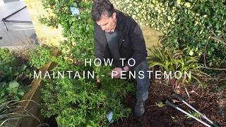 How to maintain - Penstemon