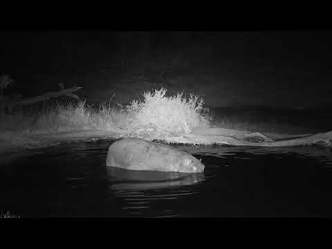 Djuma: Hippo arrives - 20:56 - 07/13/19