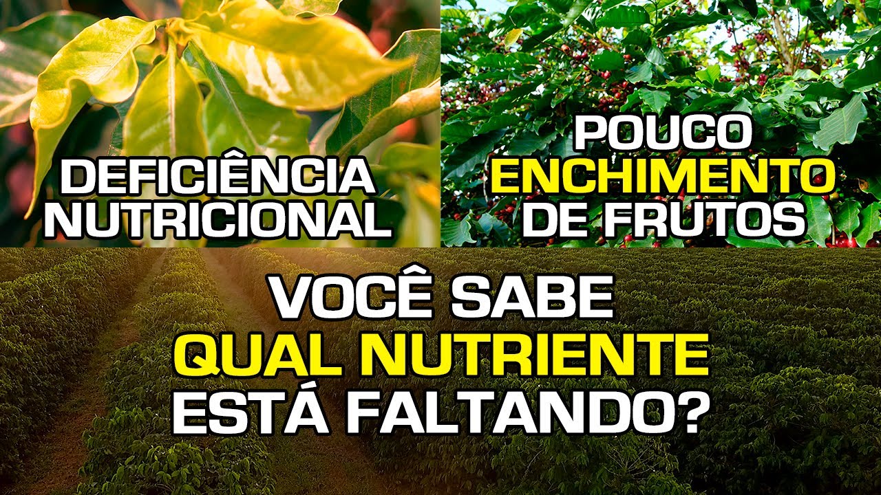 Deficiência Nutricional | Pouco Enchimento de Frutos | Você Sabe Qual Nutriente Está Faltando?