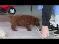 Mini Goldendoodle dogs for sale: Turbo - Video 1