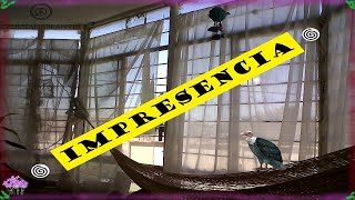 Impresencia