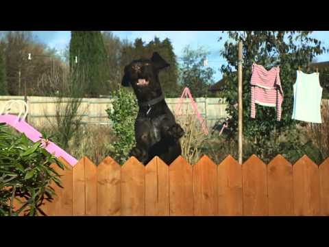 Butchers Lean and Tasty   This is Dog 2013, UK