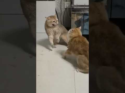 cat fight slow motion and fast #cat #catvideos #youtube #shortvideo