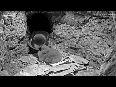 1-Week-Old Cahow Chick Gets Fed By Parent In Nesting Burrow – March 6, 2020