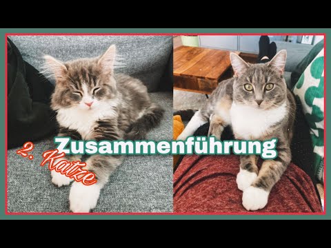 Babykatze kommt😍 Maine Coon // so lief die Zusammenführung!