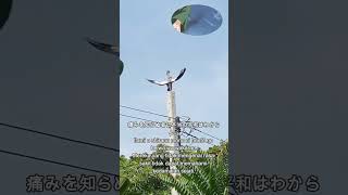 Download lagu Pain SHINRA TENSEI  Scene Bird Version #shorts #naruto #pain #akatsuki #funny #videolucu mp3