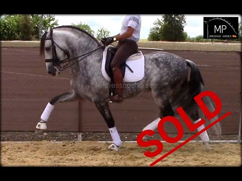 *SOLD* [R#:1857] PRE Stallion 2011