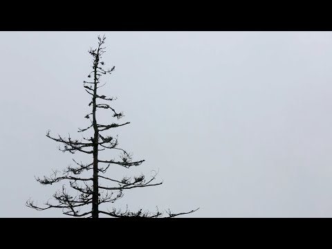 The Hemlock Woolly Adelgid - Educational Full Documentary