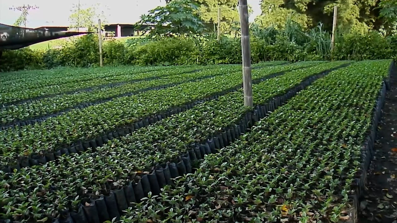 26 FEB   CAP 1   VIVERO LA VICTORIA   ARMENIA   QUINDÍO
