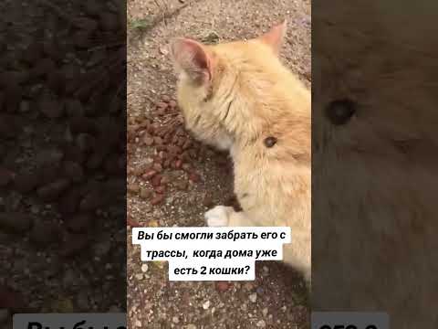 Что сделали бы вы?