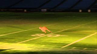 Cheetahs Get the Run of Tropicana Field: Behind-the-Scenes | Busch Gardens® Tampa FL