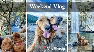 Mount Shasta Weekend Vlog | Hedge Creek, Heart Lake, Burney Falls with My Golden Retrievers