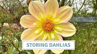 How To Store Dahlias Overwinter // Cottoverdi