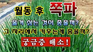 [텃밭농부 2,210]  월동 후 쪽파를 옮겨 심는 것이 좋을까? 그 자리에서 키우는게 좋을까? #쪽파재배