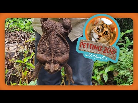 Petting Zoo: Toadzilla