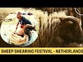 Sheep Shearing Festival In A Small Village In The Netherlands