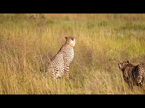 Foley Kangaroos Herbivores Fur Trees Sunset Sunrise Misty Autumn Leaves Wind Worker Cut