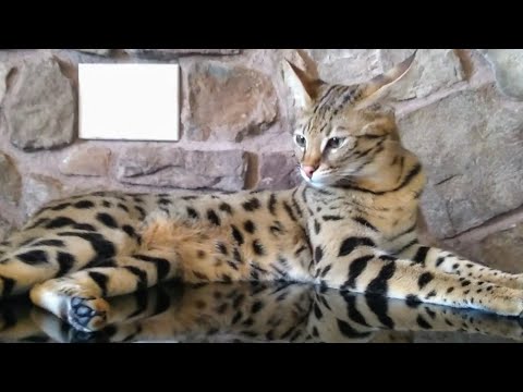 🐾 F1 Savannah Cat MOST 💰 EXPENSIVE in the 🌎 WORLD !