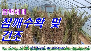 참깨수확 및 건조