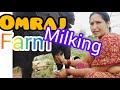 Omraj Farm Milking