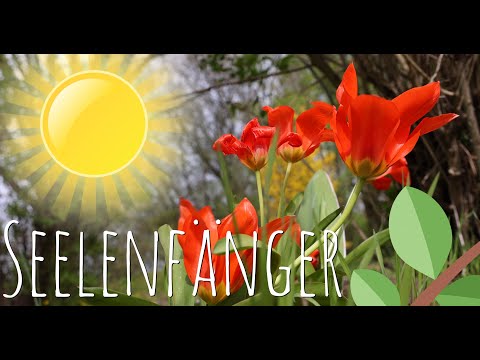 Die Seelenfänger☀️Ein Gefährliches Geschäft!