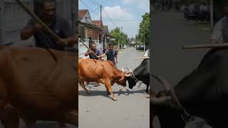 Download lagu SAPI BERKELAHI DI JALAN mp3 Download lagu SAPI BERKELAHI DI JALAN mp3