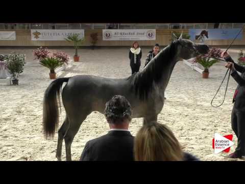 Deauville Arabian Cup 2016 - Class 2