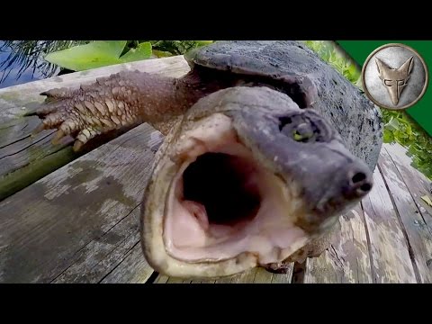 The Legend of Lost Lake (Part 1) - Dragon Tails Episode 3