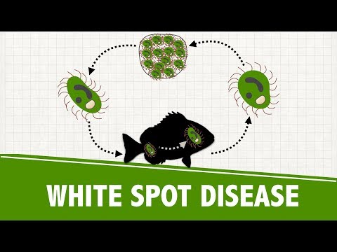 Watch Video on YouTube