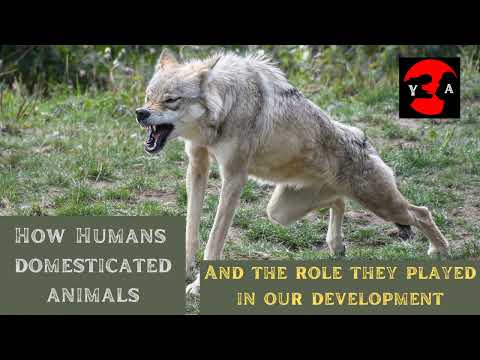 HOW HUMANS DOMESTICATED ANIMALS AND HOW IT IMPACTED OUR DEVELOPMENT...