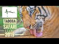 Tadoba National Park Safari Vlog The Big 3