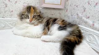 アメリカンカールの動画01